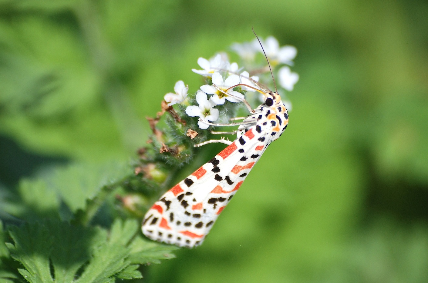 Utetheisa pulchella, (Linneaus, 1758)